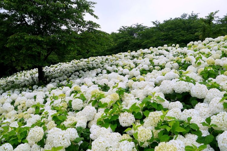 Tourist destination images of Gongen-do Cherry Blossom Embankment(4)