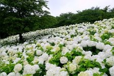 Tourist destination images of Gongen-do Cherry Blossom Embankment(4)