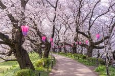 Tourist destination images of Gongen-do Cherry Blossom Embankment(1)