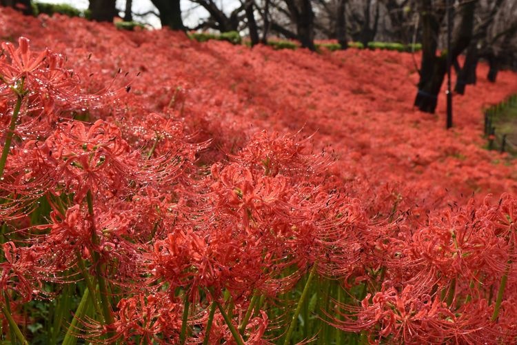 Tourist destination images of Gongen-do Cherry Blossom Embankment(2)