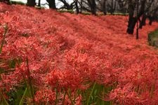 Tourist destination images of Gongen-do Cherry Blossom Embankment(2)
