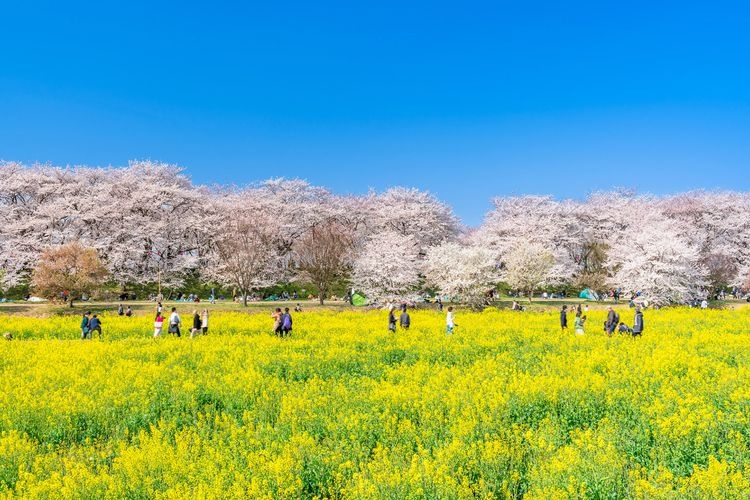 곤겐도 벚꽃 제방