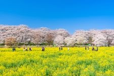 Tourist destination images of Gongen-do Cherry Blossom Embankment(1)