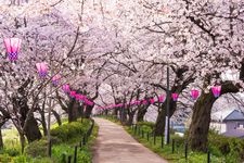 Tourist destination images of Gongen-do Cherry Blossom Embankment(2)