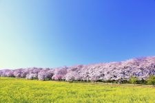 Tourist destination images of Gongen-do Cherry Blossom Embankment(3)