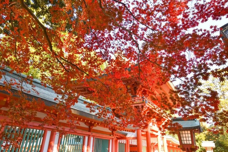 Musashi Ichinomiya Hikawa Shrine