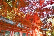 Tourist destination images of Musashi Ichinomiya Hikawa Shrine(1)