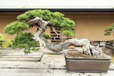 Tourist destination images of Ōmiya Bonsai Village(2)