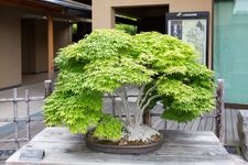 Tourist destination images of Ōmiya Bonsai Village(3)