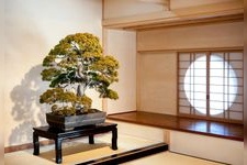 Tourist destination images of Ōmiya Bonsai Village(2)