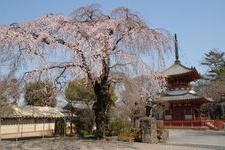 Tourist destination images of Kitashoin Temple(4)