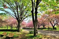 Tourist destination images of Kawagoe Mizuno Park(6)