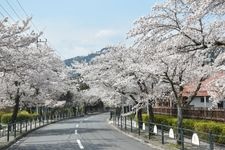 Tourist destination images of Nagatoro Gorge(7)