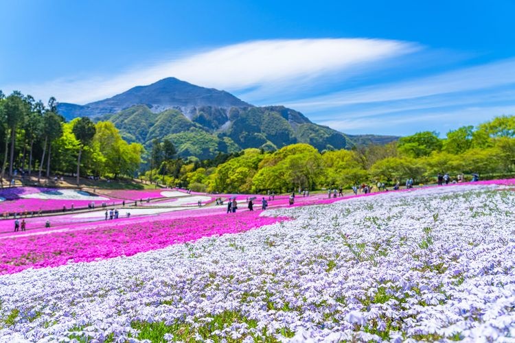 Hitsujiyama Park