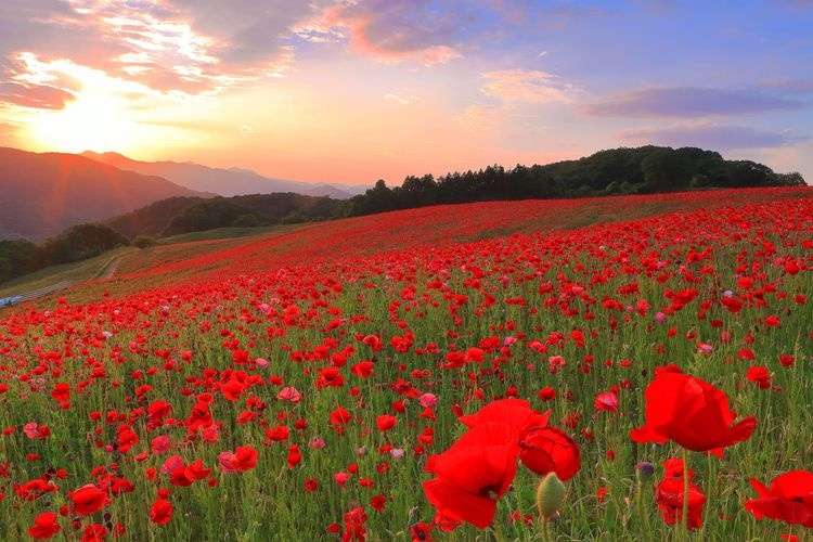 Chichibu Highland Ranch: Sky Poppies