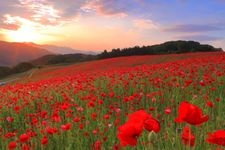 Tourist destination images of Chichibu Highland Ranch: Sky Poppies(1)