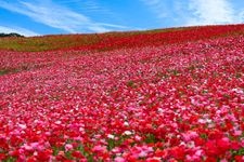 Tourist destination images of Chichibu Highland Ranch: Sky Poppies(2)