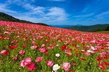 Tourist destination images of Chichibu Highland Ranch: Sky Poppies(3)