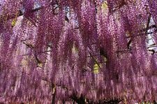 Tourist destination images of Tamashiki Jinja Shrine(2)