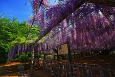 Tourist destination images of Tamashiki Jinja Shrine(2)