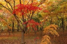 平林寺の観光地画像(3)