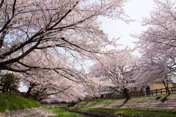 Motoaragawa Cherry Blossom Avenue