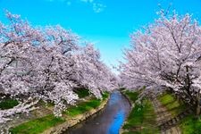 Tourist destination images of Motoaragawa Cherry Blossom Avenue(2)