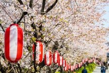 Tourist destination images of Motoaragawa Cherry Blossom Avenue(1)