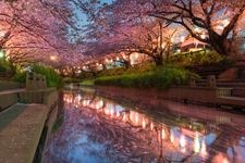 Tourist destination images of Motoaragawa Cherry Blossom Avenue(3)