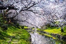 Tourist destination images of Motoaragawa Cherry Blossom Avenue(4)