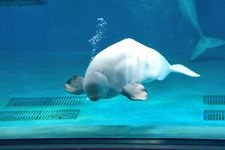 Tourist destination images of Kamogawa Sea World(1)
