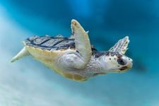 Tourist destination images of Kamogawa Sea World(2)