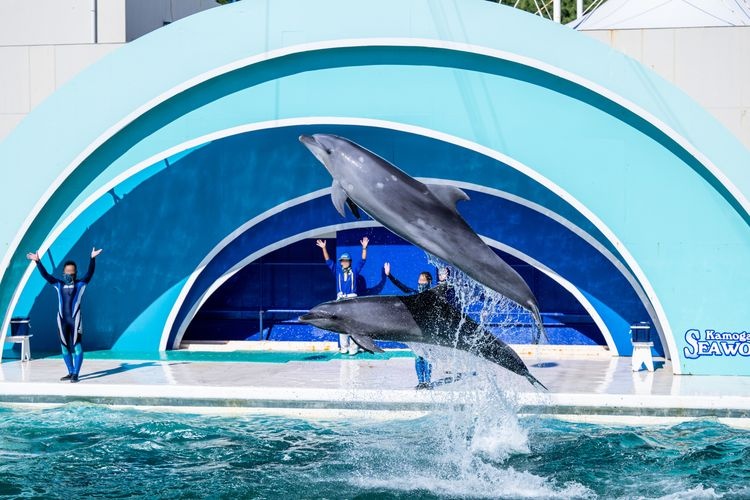 Tourist destination images of Kamogawa Sea World(4)