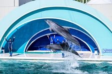 Tourist destination images of Kamogawa Sea World(4)