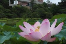 Tourist destination images of Chiba Park(1)