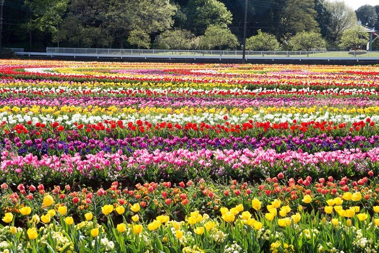 Sakura Furusato Hiroba