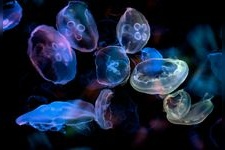 Tourist destination images of Sumida Aquarium(3)