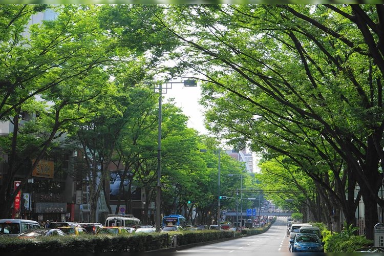 Harajuku & Omotesando (Takeshita Street)