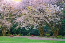 Tourist destination images of Yoyogi Park(1)