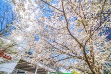 Tourist destination images of Ginza(3)