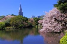 Tourist destination images of Shinjuku Gyoen National Garden(1)