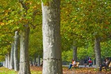 Tourist destination images of Shinjuku Gyoen National Garden(2)