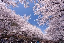 Tourist destination images of Ueno Park (Ueno Onshi Koen)(3)