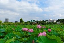 Tourist destination images of Ueno Park (Ueno Onshi Koen)(6)