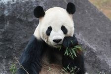 Tourist destination images of Ueno Zoo (Ueno Onshi Zoo)(1)
