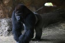 Tourist destination images of Ueno Zoo (Ueno Onshi Zoo)(2)