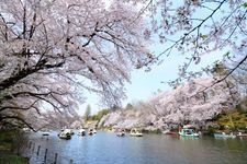 Tourist destination images of Inokashira Park(4)