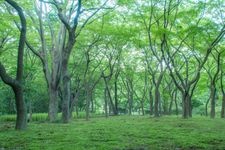 Tourist destination images of Chidorigafuchi Green Way(4)