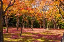 Tourist destination images of Chidorigafuchi Green Way(9)