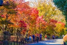 Tourist destination images of Chidorigafuchi Green Way(10)